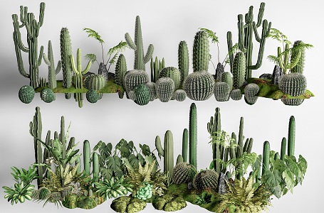 cactus combination succulent plant cactus landscape plant green plant potted plant 3d model