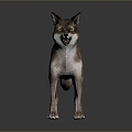 Wolf Cartoon Wolf Animation Wolf Animation Wolf Wolf Big Bad Wolf Wolf Warrior Cartoon Character Cartoon Animal 3d model