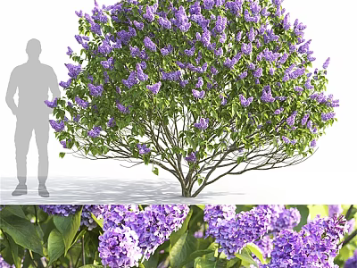 Purple Flowering Shrub With Green Leaves And Human Silhouette For Size Reference 3d model