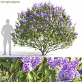 Purple Flowering Shrub With Green Leaves And Human Silhouette For Size Reference