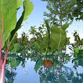 Scenic Rural Landscape With Lush Green Plants Large Leaves And Clear Water Reflection