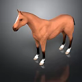 Brown Horse With White Hooves And Facial Marking Standing On Dark Background With Reflection