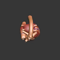 Detailed Human Heart Organ 3D Model with Anatomical Structure and Blue Vessels