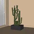 Potted Cactus Plant In Gray Square Pot With Tall Columnar And Round Cacti By Window