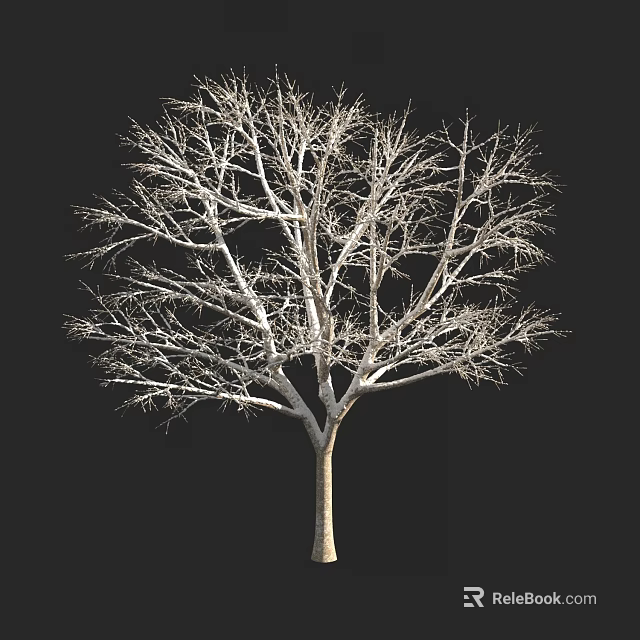 Leafless Tree With Bare Branches And Slender Trunk Isolated On Black Background 3d model 