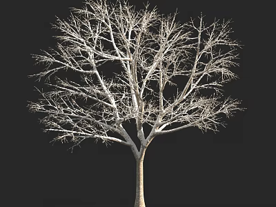 Leafless Tree With Bare Branches And Slender Trunk Isolated On Black Background 3d model