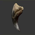 Ancient Organ Fossil Featuring Natural Brown And Beige Textured Surface