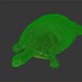 Turtle with patterned shell and red eyes open mouth on black background with reflection