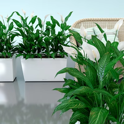 Lush Potted Plants With Green Leaves And White Flowers In White Pots And Wicker Chair 3d model
