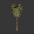 Tall Palm Tree With Green Leaves And Brown Trunk In Gray Background
