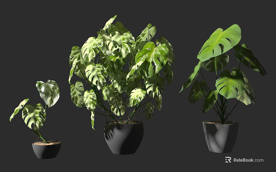 Bonsai Potted Plants with Variegated Monstera Leaves in Black Pots Different Sizes Gray Background 3d model 