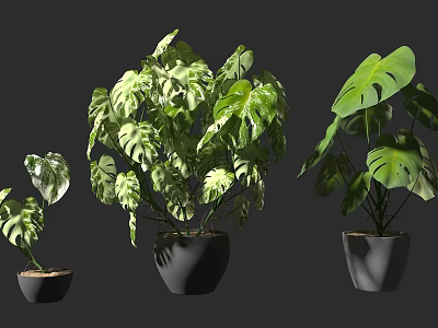 Bonsai Potted Plants with Variegated Monstera Leaves in Black Pots Different Sizes Gray Background 3d model