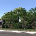 Rural Landscape Scene With Lush Green Trees And Woman Standing By Roadside