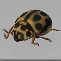 Shiny Spotted Beetle With Black Spots On Yellowish Oval Body And Antennae