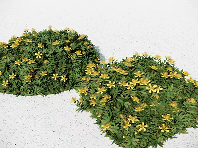 Green Leafy Ground Cover Plants With Yellow Flowers In Garden Landscape 3d model