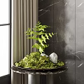 Lush Bonsai Plant With Green Moss Fern And Stone In Tray On Dark Wall