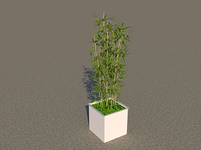 Indoor Bonsai Potted Plant With Green Bamboo In White Square Pot 3d model