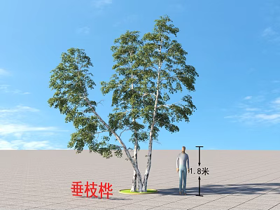 Weeping Birch Arbor With Weeping Branches Under Blue Sky And 1.8m Person 3d model