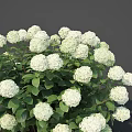White Hydrangea Bushes With Lush Green Leaves And Round Flower Blooms