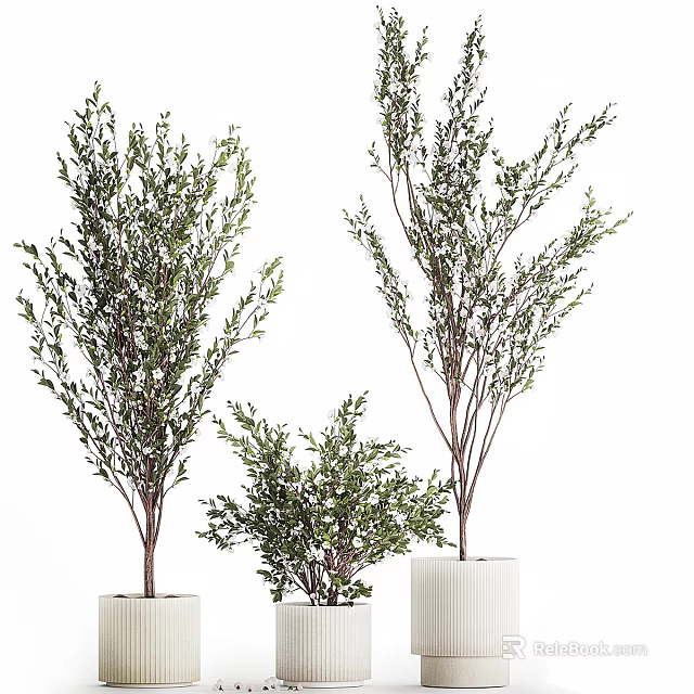 Decorative Indoor Bonsai Plants With Green Foliage Various Heights And White Pots 3d model 