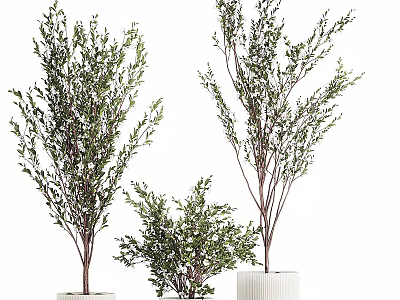 Decorative Indoor Bonsai Plants With Green Foliage Various Heights And White Pots 3d model