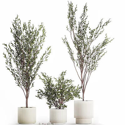Decorative Indoor Bonsai Plants With Green Foliage Various Heights And White Pots 3d model