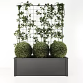 Spherical Green Potted Plants in Gray Container with Grid Background and Climbing Vines