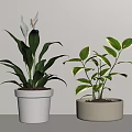 Indoor Potted Plants With White Beige Pots Large Green Leaves Variegated Foliage And White Flowers