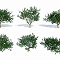 Peach Tree Modern Tree 3d model