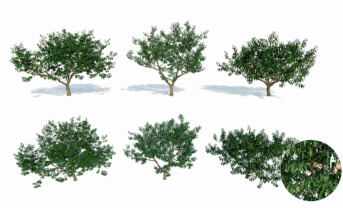 Peach Tree Modern Tree 3d model