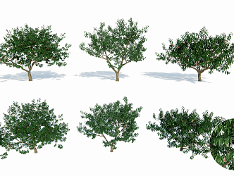 Peach Tree Modern Tree 3d model