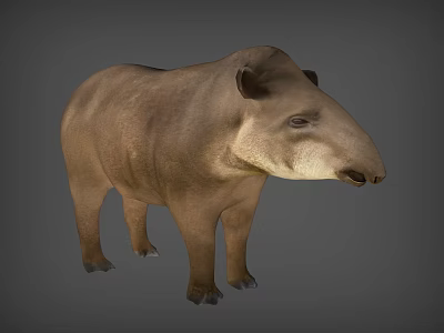 Reptile With Stocky Body And Long Snout In Natural Habitat Environment 3d model