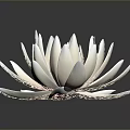 Elegant Light Pink Lotus Flower With Delicate Creamy Petals And Dark Background Reflection