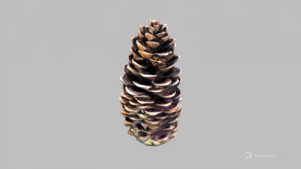 Natural Brown Pine Cone With Woody Scales And Conical Shape In Close Up View 3d model 