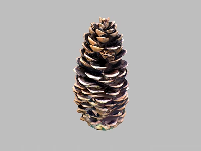 Natural Brown Pine Cone With Woody Scales And Conical Shape In Close Up View 3d model