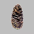 Natural Brown Pine Cone With Woody Scales And Conical Shape In Close Up View