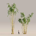Tall Green Leaf Bamboo Plants with Multiple Stems and Human Figure Nearby Against Gray Background