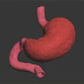 Human Abdominal Organ Stomach Anatomical Structure 3D Rendering Medical Visualization Model 3d model
