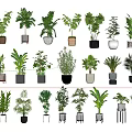 Various Indoor Potted Plant Species With Decorative Pots And Green Foliage
