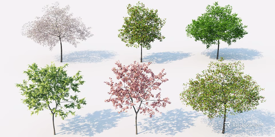 Various Arbor Trees Featuring Different Foliage Colors Flowering Blooms And Shadows 3d model