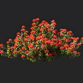 Vibrant Red Flowers With Lush Green Leaves In A Beautiful Plant Bush