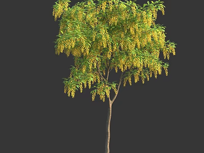 Lush Green Arbor Tree With Pendulous Yellow Flowers And Dense Foliage 3d model