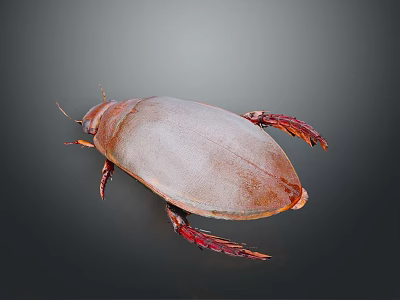 Detailed Brown Beetle with Oval Shaped Body and Red Legs on Gray Background 3d model