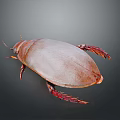 Detailed Brown Beetle with Oval Shaped Body and Red Legs on Gray Background