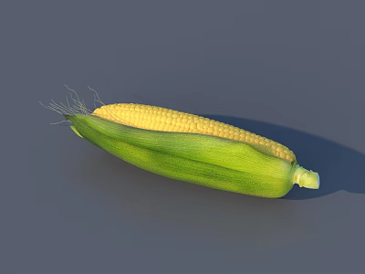 Fresh Organic Corn Vegetable With Green Husk And Yellow Kernels 3d model