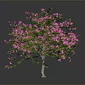 Lush Green Tree With Vibrant Pink Flowers And Foliage On Dark Background