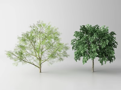 Two Arbor Trees With Light Green And Dark Green Foliage On White Background 3d model