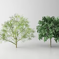 Two Arbor Trees With Light Green And Dark Green Foliage On White Background