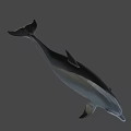 Gray Dolphin With Black Dorsal Fin Swimming In Underwater Environment