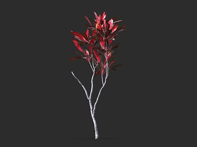 Elegant Red Leaf Shrub With Vibrant Foliage And Distinctive White Trunk 3d model